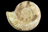 Polished Jurassic Ammonite (Perisphinctes) - Madagascar #123288-1